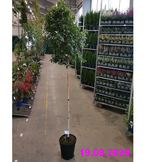 Betula pendula 'Magical Globe'® C 10 L
